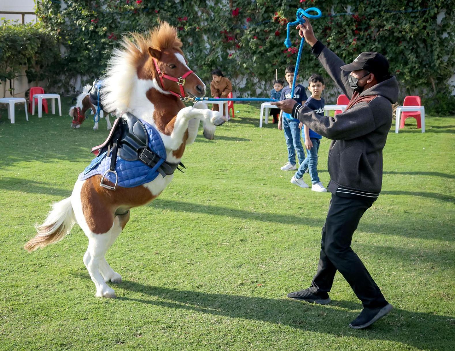 מנאמה Lagoona Beach Luxury Resort And Spa מראה חיצוני תמונה The photo shows a small horse or pony rearing up on its hind legs. The pony is wearing a blue saddle and is being led by a person who is holding a rope. The person is wearing a mask and appears to be encouraging the pony to perform. In the background